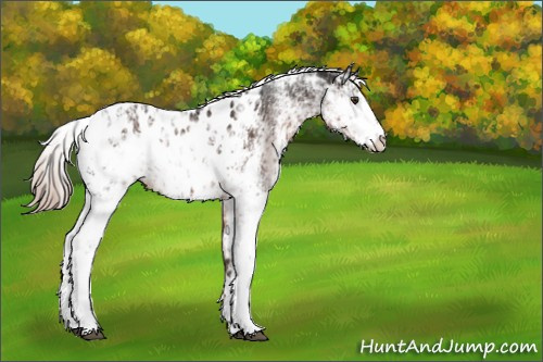 Horse Color:Liver Chestnut Sabino Appaloosa 