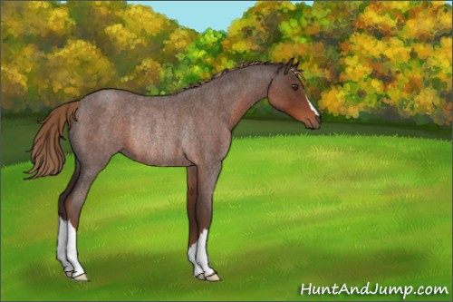 Horse Color:Liver Red Roan Rabicano 
