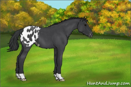 Horse Color:Blue Roan Appaloosa 