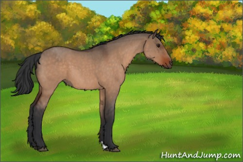 Horse Color:Brown Roan Dun 
