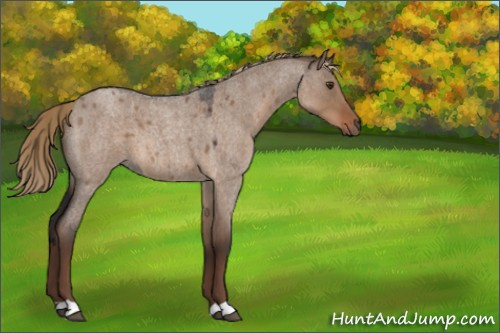 Horse Color:Liver Red Dun Roan 