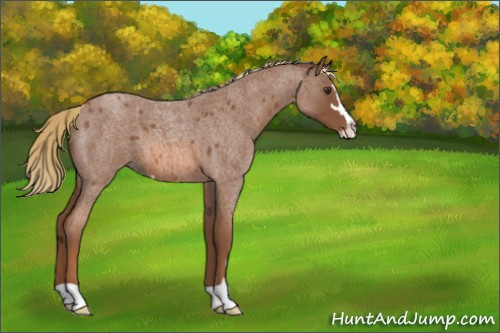 Horse Color:Red Roan Sabino 