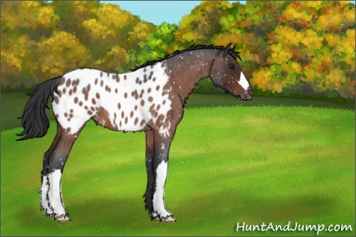 Horse Color:Brown Roan Appaloosa 