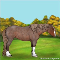 Horse Color:Liver Red Roan 