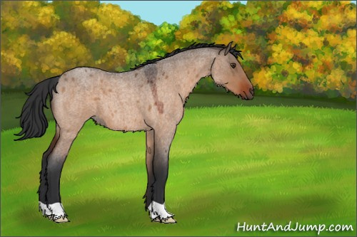 Horse Color:Brown Roan Dun 
