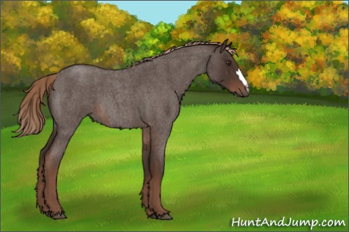 Horse Color:Liver Red Roan 