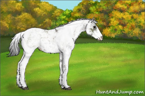 Horse Color:Grullo Sabino 