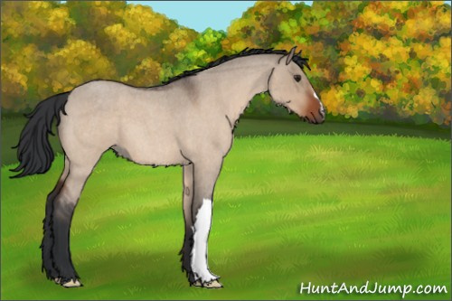 Horse Color:Brown Roan Dun 