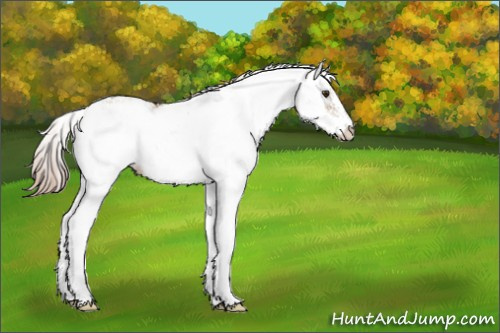 Horse Color:Liver Red Dun Sabino 