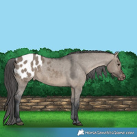 Horse Color:Brown Dun Appaloosa 