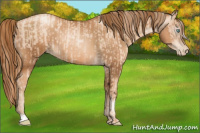 Horse Color:Gold Champagne Pearl Rabicano  and Gray Gold Champagne Pearl Rabicano 