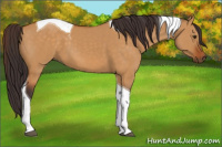 Horse Color:Buckskin Dun Tobiano 