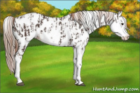 Horse Color:Liver Chestnut Sabino Splash Appaloosa  and White Spotted Liver Chestnut Splash Appaloosa 