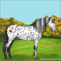 Horse Color:Black Appaloosa 