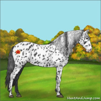 Horse Color:Black Appaloosa 