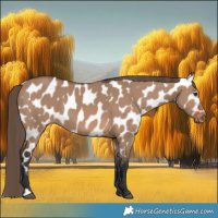 Horse Color:Brown Dun Appaloosa