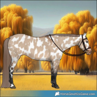 Horse Color:Brown Dun Appaloosa