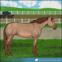 Horse Color:Red Dun 