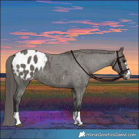 Horse Color:Grullo Appaloosa