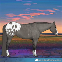 Horse Color:Grullo Appaloosa 