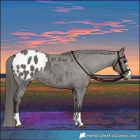 Horse Color:Grullo Appaloosa 