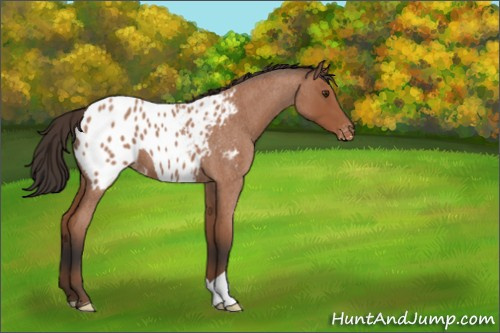 Horse Color:Bay Roan Appaloosa 