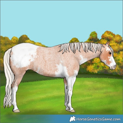 Horse Color:Silver Bay Roan Sabino Appaloosa 