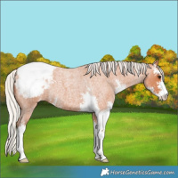 Horse Color:Silver Bay Roan Sabino Appaloosa 