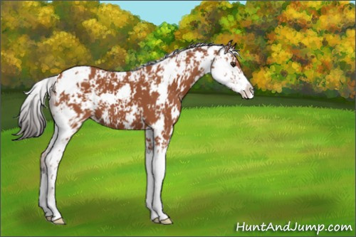 Horse Color:Bay Sabino 