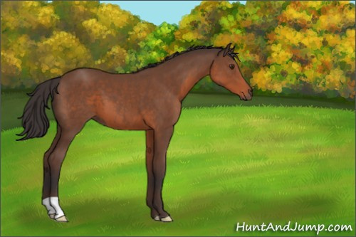Horse Color:Bay 