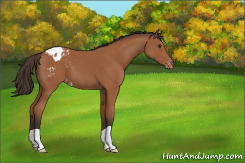 Horse Color:Bay Appaloosa 