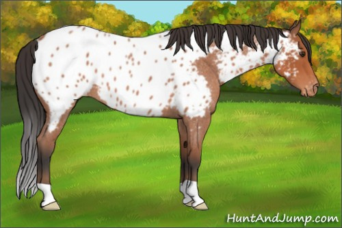 Horse Color:Bay Roan Appaloosa 