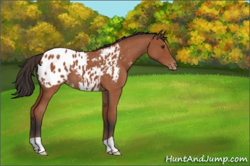Horse Color:Bay Roan Appaloosa 