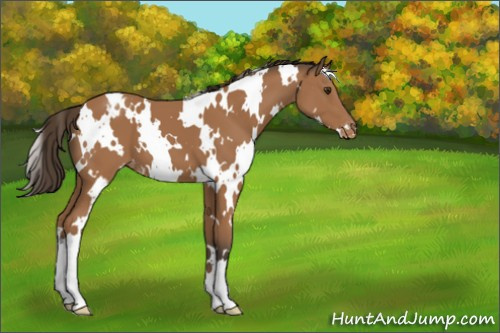 Horse Color:White Spotted Bay Appaloosa 