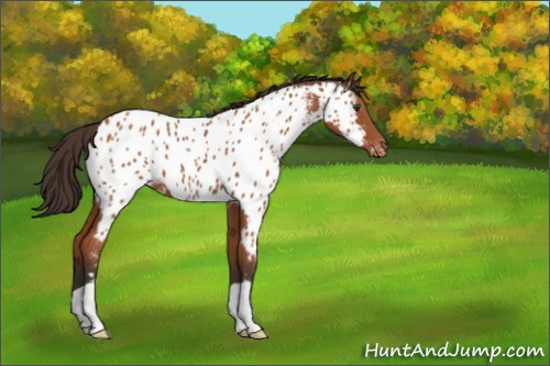 Horse Color:Bay Roan Appaloosa 