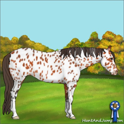 Horse Color:Bay Appaloosa 
