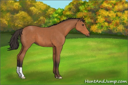 Horse Color:Bay 