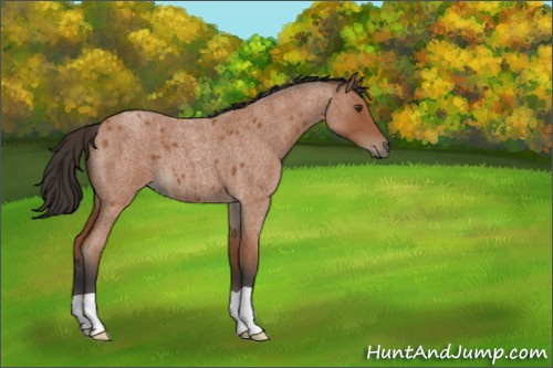 Horse Color:Bay Roan 