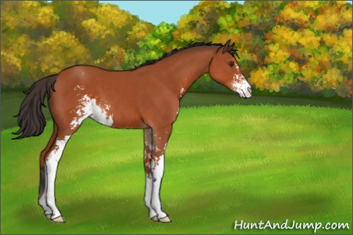 Horse Color:Bay Sabino Appaloosa 