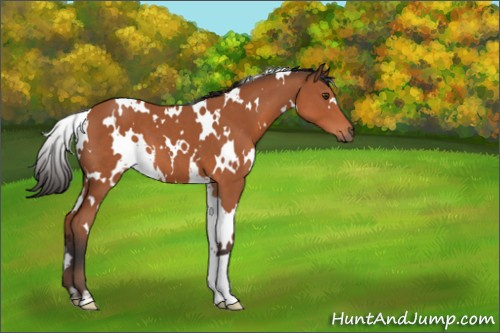 Horse Color:White Spotted Brown 