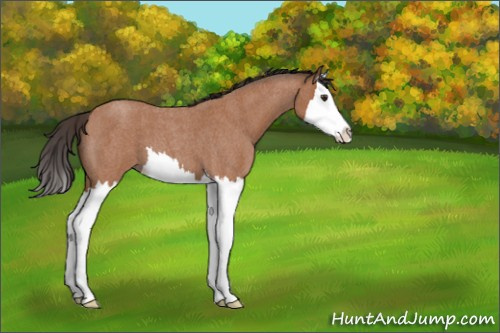 Horse Color:Bay Roan Splash 