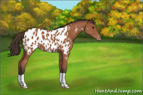 Horse Color:Bay Appaloosa 