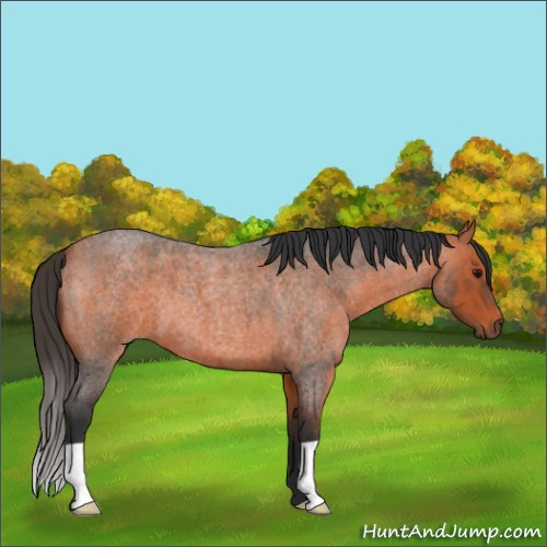 Horse Color:Bay Roan 