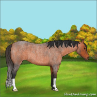 Horse Color:Bay Roan 