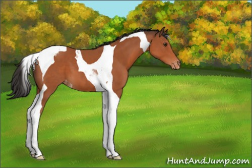Horse Color:Bay Tobiano Appaloosa 