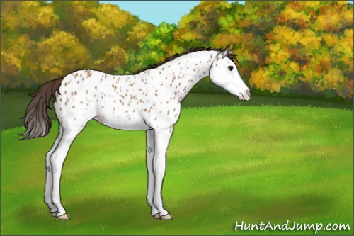 Horse Color:Bay Sabino Splash Appaloosa 