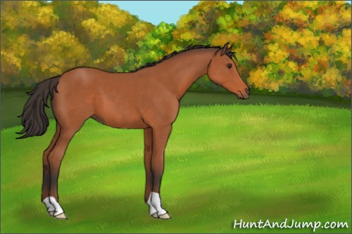 Horse Color:Bay 