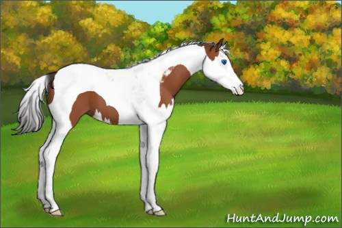 Horse Color:Bay Splash Tobiano 