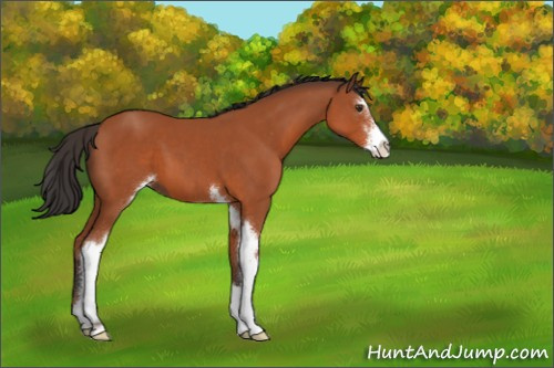 Horse Color:Bay Sabino 