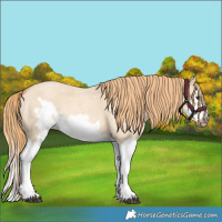 Horse Color:Red Dun Roan Splash Frame Rabicano 